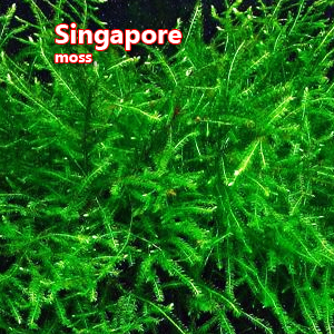 Singapore moss